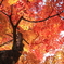 紅黄もみじ