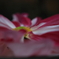 花便り　- 一文字菊 -