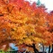 iPhoneで紅葉ショット