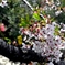 桜１