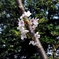 桜2