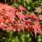 曽木公園の紅葉