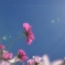 憧憬