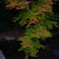 2012-11-23　散歩