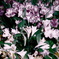 Alstroemeria