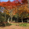 もみじ公園