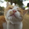 神社猫44