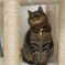 愛猫の誕生日
