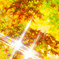 紅葉キラキラ