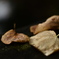 fallen leaves-3