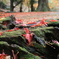 切り株と紅葉