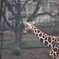キリンの首は長い