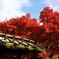 京都嵐山