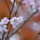 十月桜