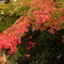 20121117_京都伏見遠足04