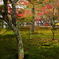 紅葉　1