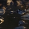 K5IM0178_R