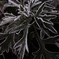 K5IM0240_R