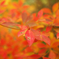 紅葉～どうだんつつじ（２）
