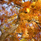 今年初の紅葉旅行