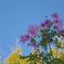 この花の名は？