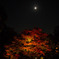 紅葉と月