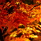 雨上がりの紅葉