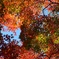 紅葉（1）