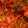紅葉（3）