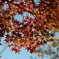 紅葉（4）