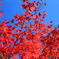 南禅寺の紅葉
