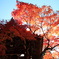 永観堂の紅葉