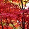 京都紅葉散歩　金戒光明寺