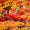 京都紅葉散歩　金戒光明寺　