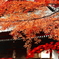 高崎達磨寺より