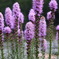 野の花