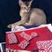 我が家の猫　ピッポ君