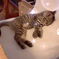 むにゃむにゃ(=‘ｘ‘=)・・・的な