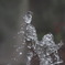 水飴？