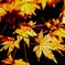 松島　円通寺　紅葉ライトアップ