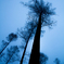 Morning Blue ~ Arboreal vegetation ~