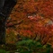 裏山の秋