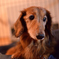 愛犬2