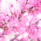 花桃
