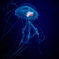 jellyfish 2