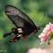 butterfly 2