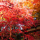 紅葉の風景