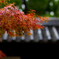 雨の紅葉