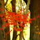 紅葉④