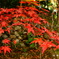 紅葉⑦